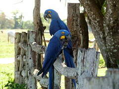 Hyacinth Macaw