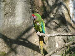 Military Macaw