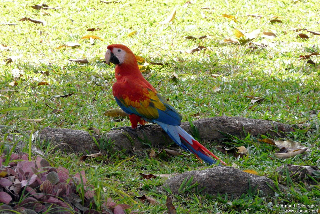 Scarlet Macaw