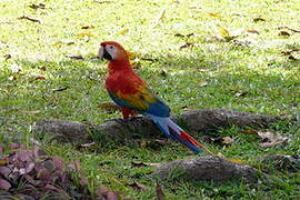 Scarlet Macaw