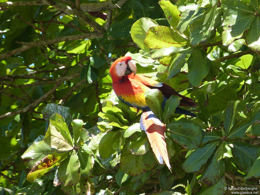 Scarlet Macaw