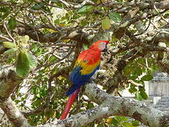 Scarlet Macaw