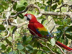 Scarlet Macaw