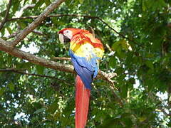 Scarlet Macaw