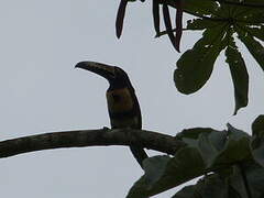 Collared Aracari