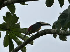 Collared Aracari