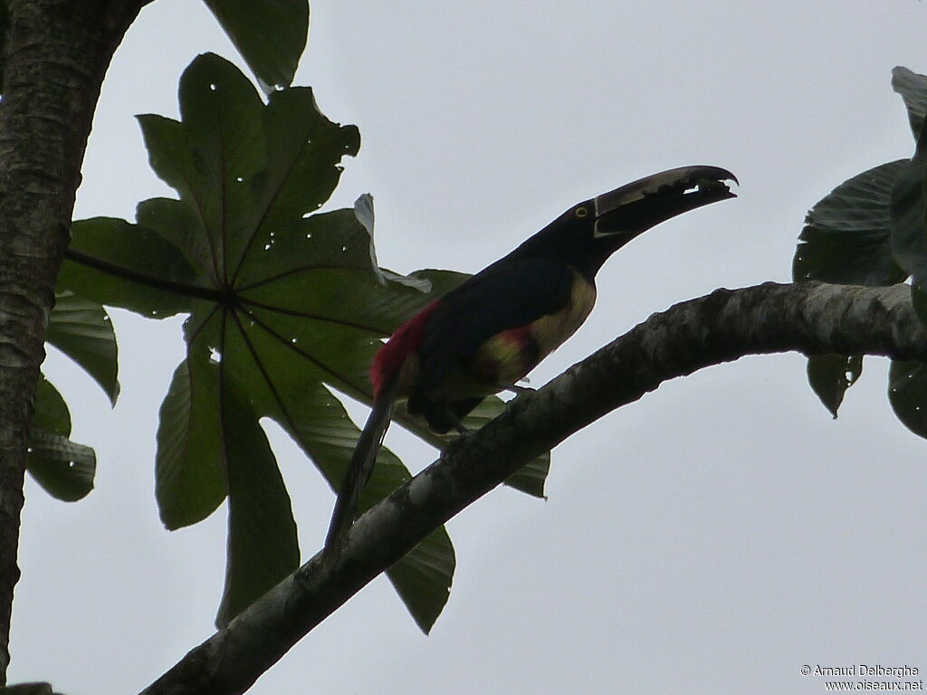 Collared Aracari