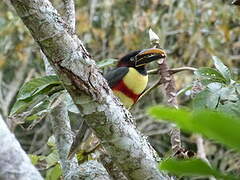 Chestnut-eared Aracari