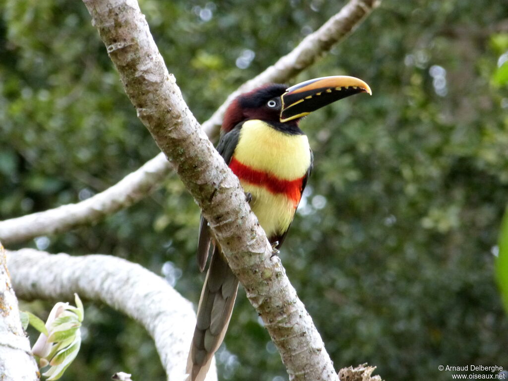 Chestnut-eared Aracari