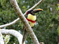 Chestnut-eared Aracari