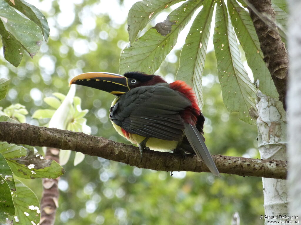 Chestnut-eared Aracari