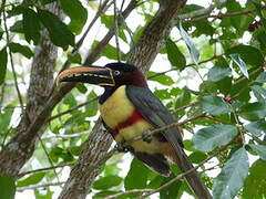 Chestnut-eared Aracari