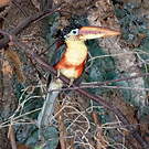 Araçari de Beauharnais