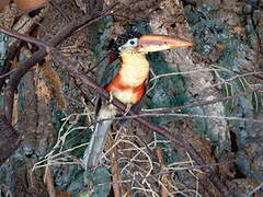 Curl-crested Aracari