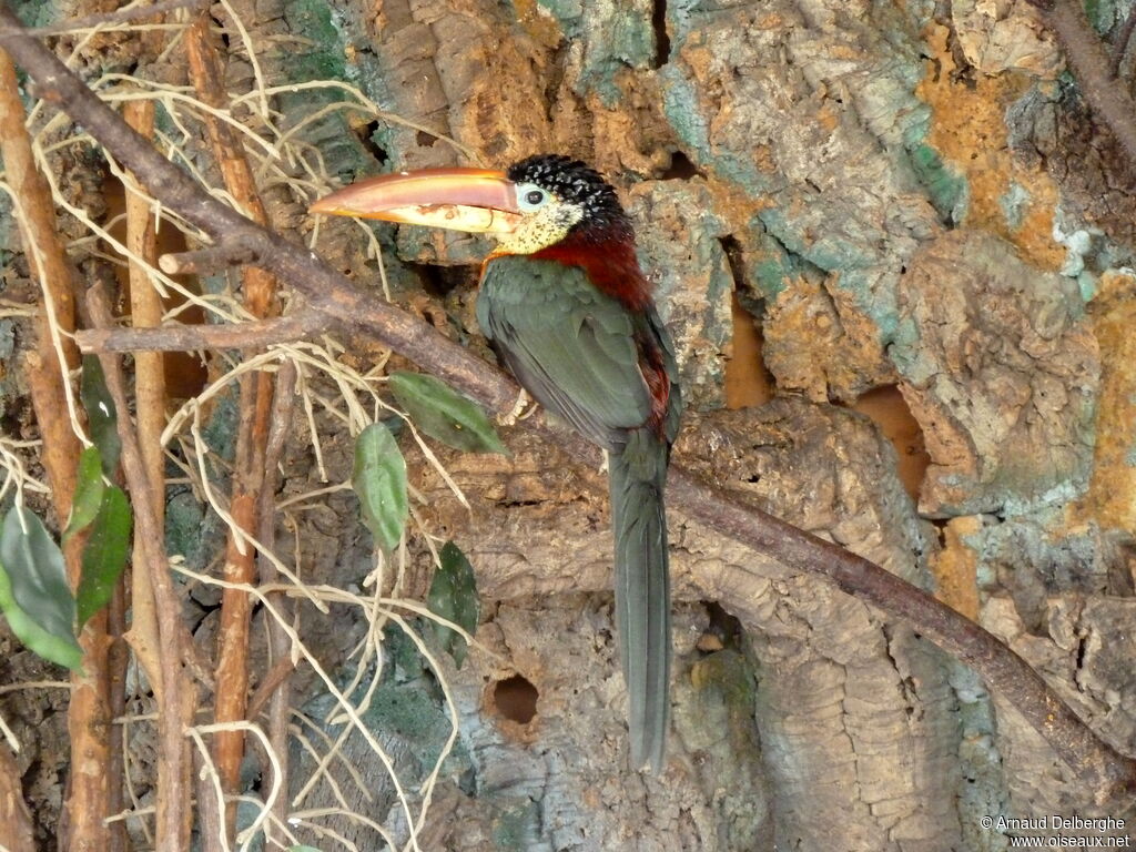 Curl-crested Aracari