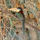 Araçari de Beauharnais