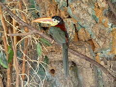 Curl-crested Aracari