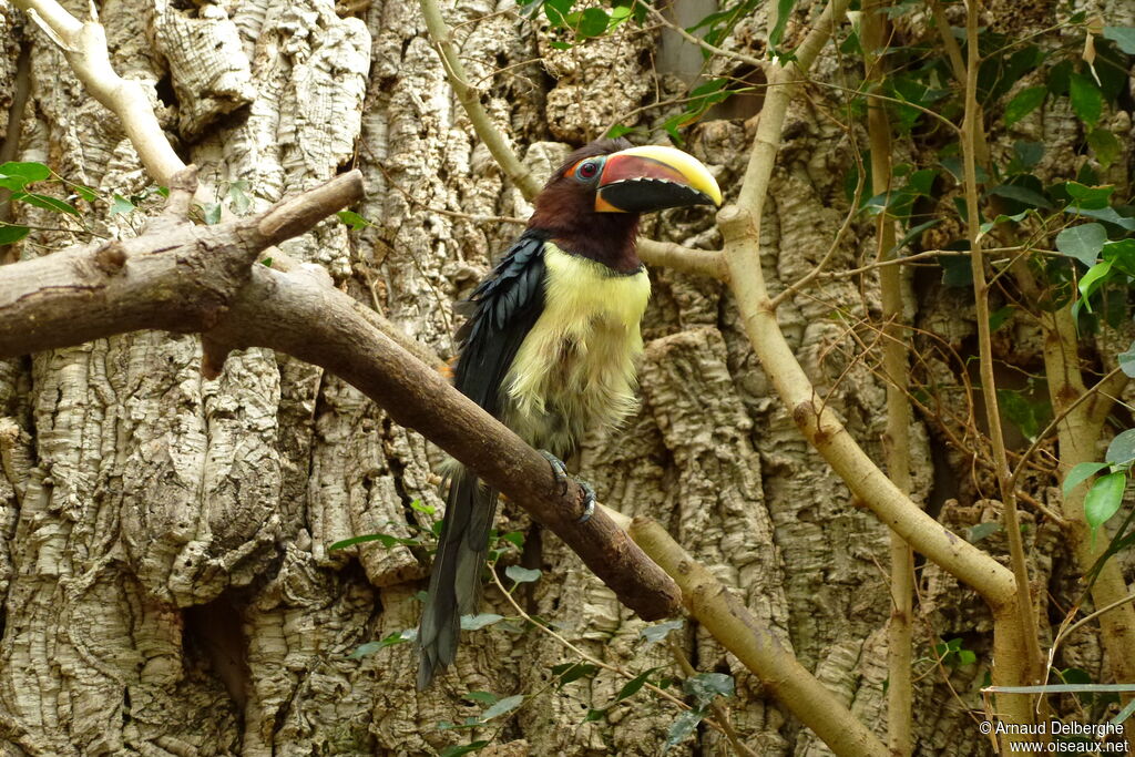 Green Aracari female