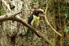 Green Aracari