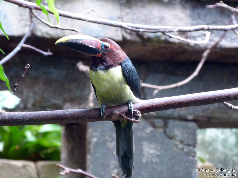 Green Aracari female