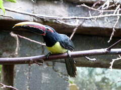 Green Aracari