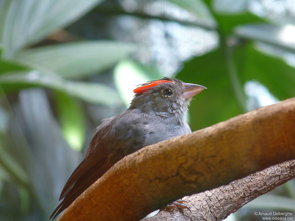 Grey Pileated Finch