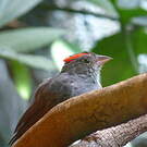 Araguira gris