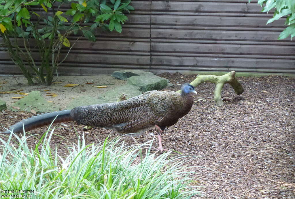 Great Argus male adult, identification