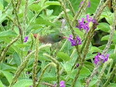 Rufous-tailed Hummingbird