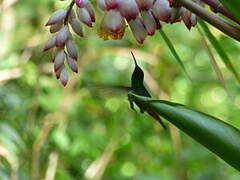 Rufous-tailed Hummingbird