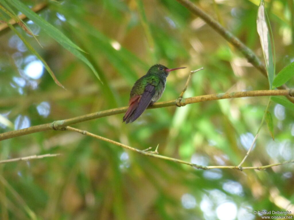 Rufous-tailed Hummingbird