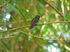 Rufous-tailed Hummingbird