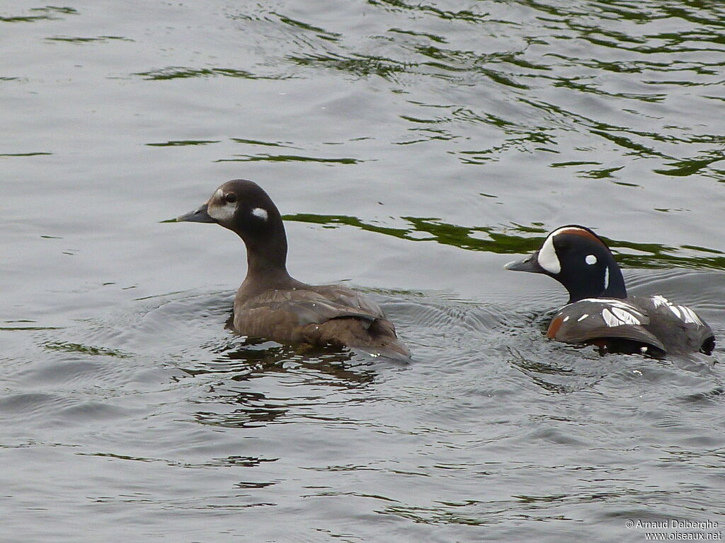 Harlequin Duck