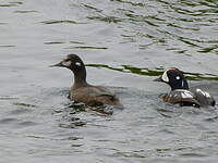 Arlequin plongeur