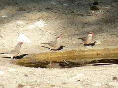 Black-rumped Waxbill