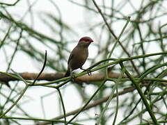 Black-rumped Waxbill