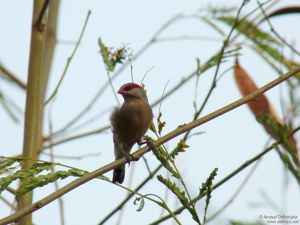 Black-rumped Waxbill