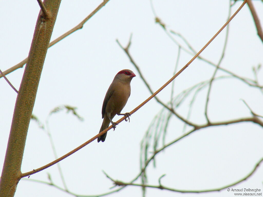 Black-rumped Waxbill