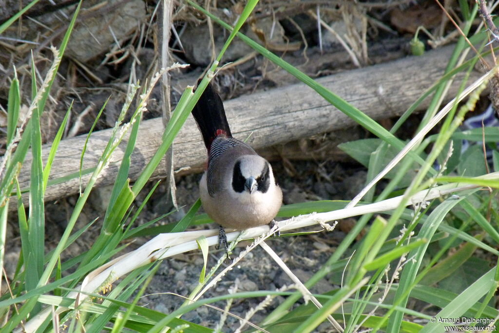 Black-cheeked Waxbill