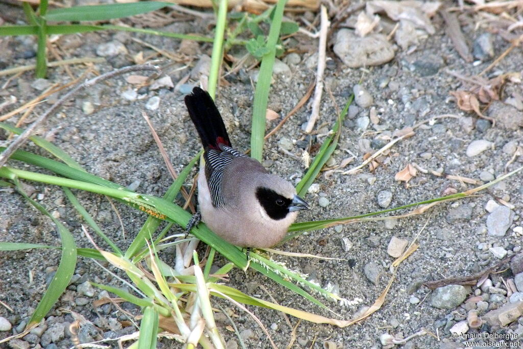 Black-cheeked Waxbill