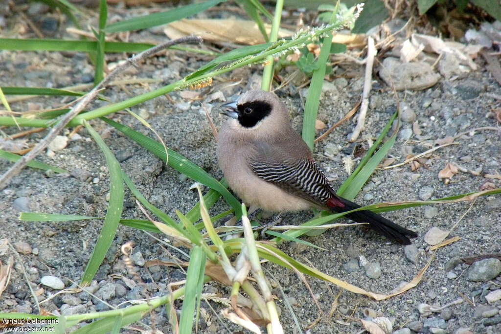 Black-cheeked Waxbill female adult, identification