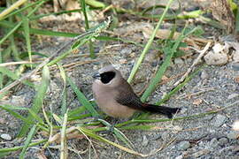 Black-cheeked Waxbill