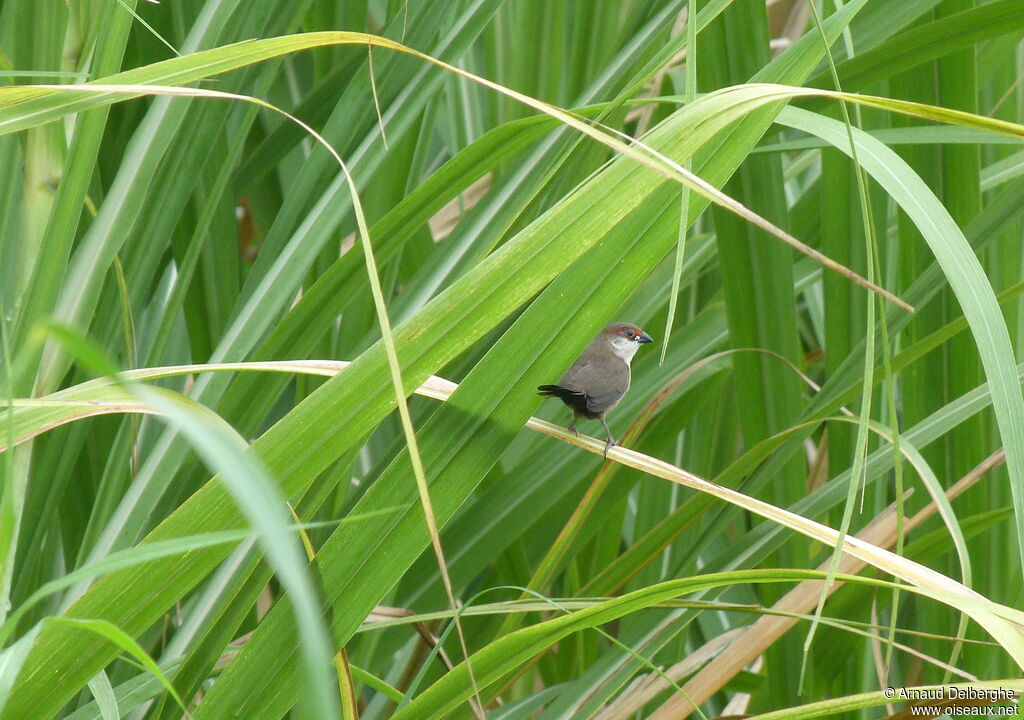 Common Waxbill