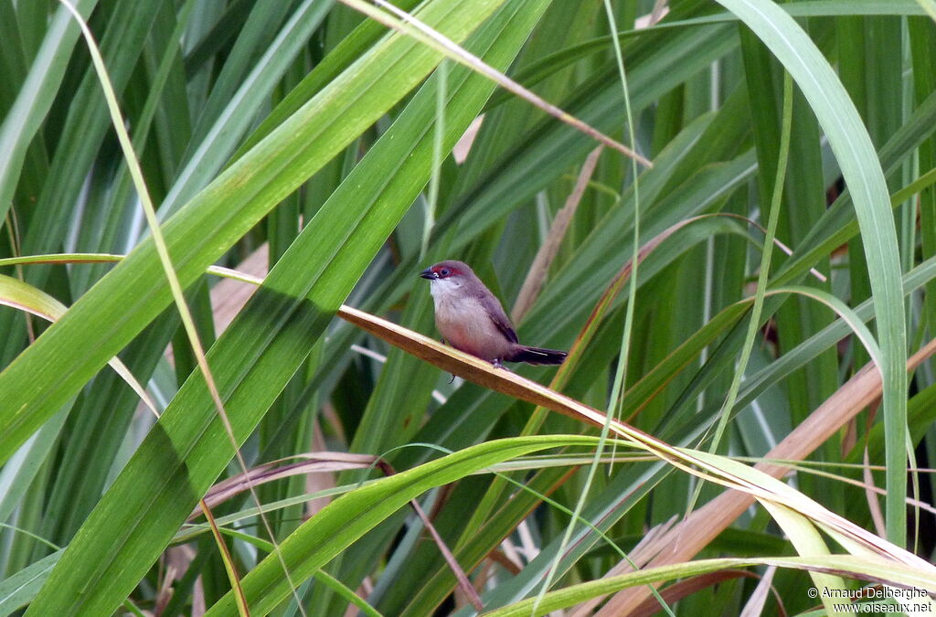 Common Waxbilljuvenile, identification