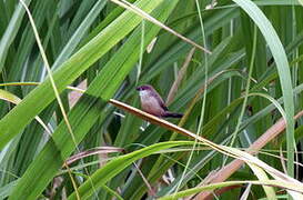 Common Waxbill