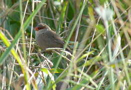 Common Waxbill