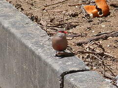 Common Waxbill