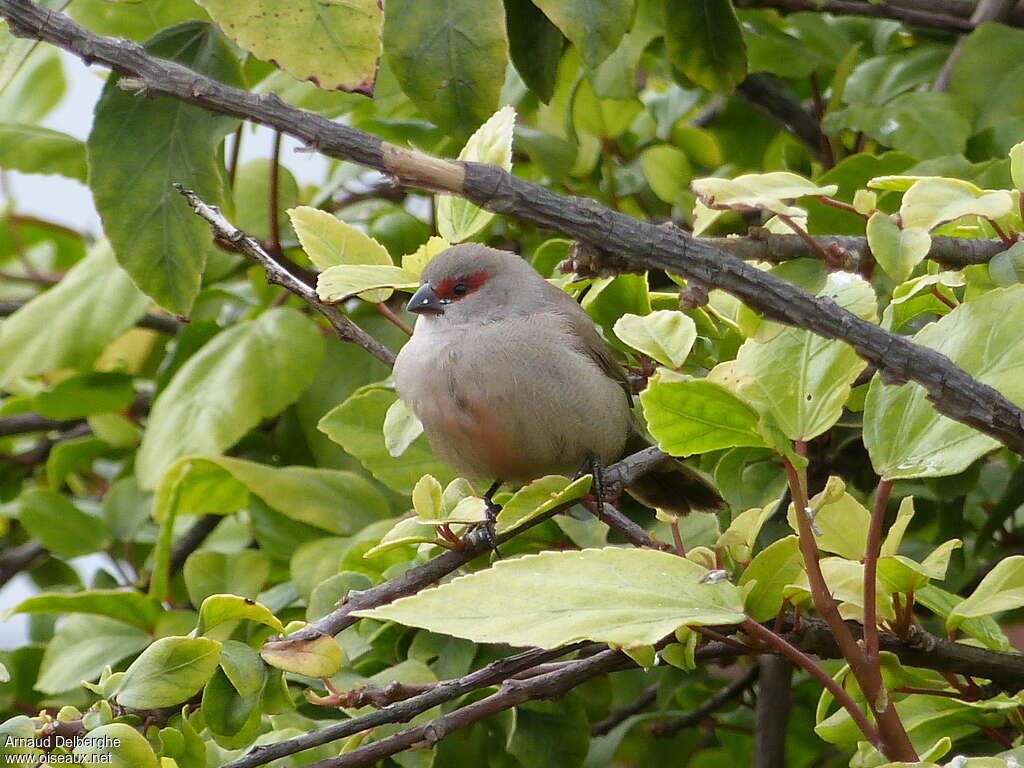 Common Waxbilljuvenile, identification