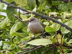 Common Waxbill