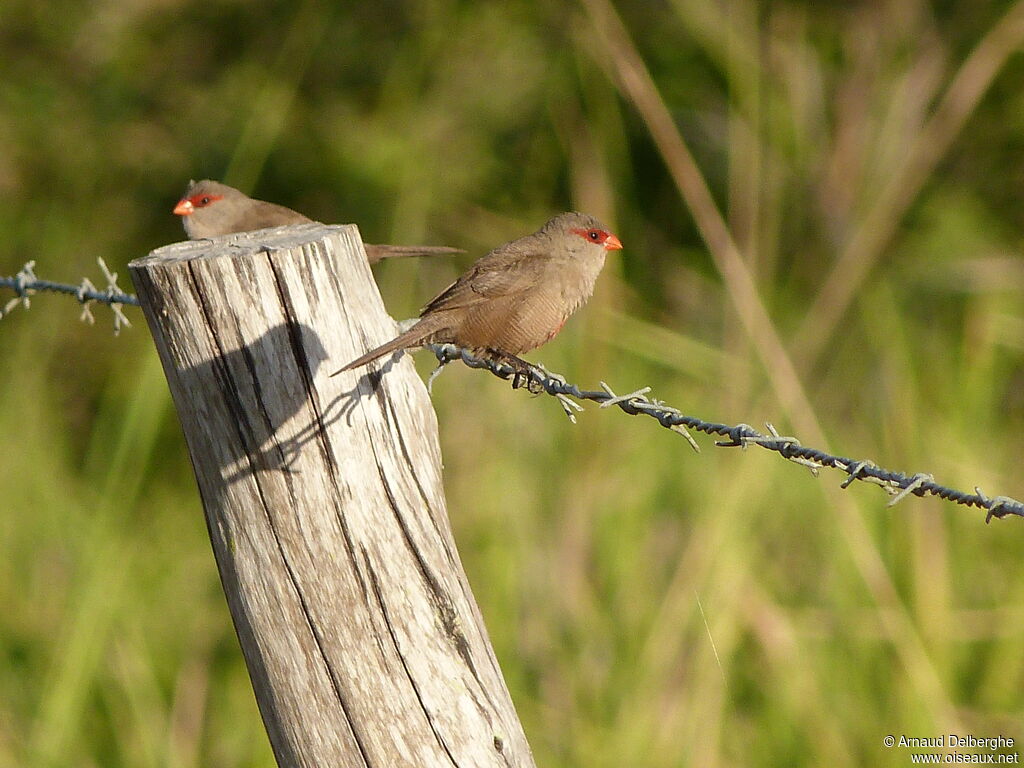 Common Waxbill